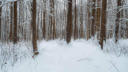 winter forest in the winter