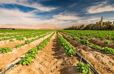 Field with young potato plants and system of irrigation. The photo depicts advanced agriculture industry in desert areas of the Middle East - 473118941