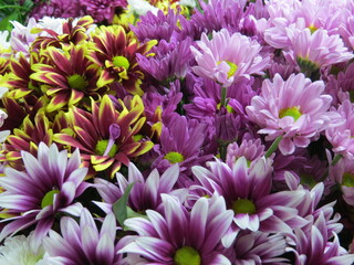 Obraz premium Bunches of Chrysanthemums
