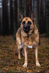Senior Dog German Shepherd Portrait in Forest