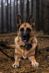 Senior Dog German Shepherd Portrait in Forest