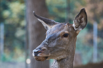 Naklejka na ściany i meble The red deer (Cervus elaphus) female portrait close up hind