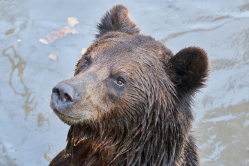 Plakat brown bear (Ursus arctos) in water waiting for food at Zoo
