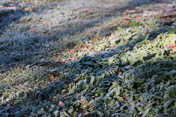 初冬の霜の野原