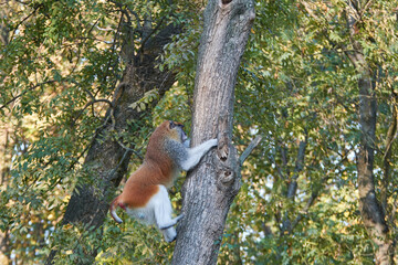 The common patas monkey (Erythrocebus patas), the wadi monkey or hussar monkey climbing on a tree