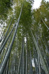 Fototapeta premium 竹林