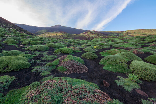 Vegetazione a cuscinetto lungo un versante del Vulcano Etna