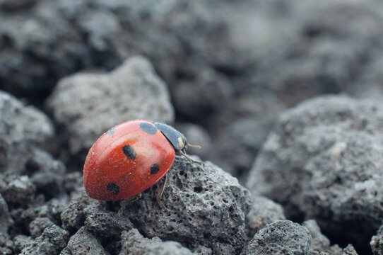 Closeup di coccinella tra le rocce vulcaniche dell'Etna