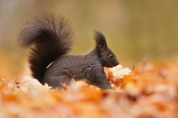 Portrait of a cute red squirrel in autumn season. Sciurus vulgaris