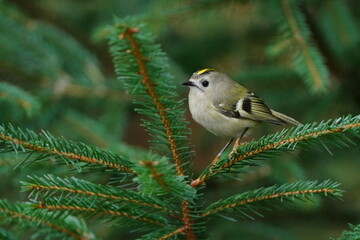 Portrait of a goldcrest. Regulus regulus. Europen smallest bird in the nature habitat.