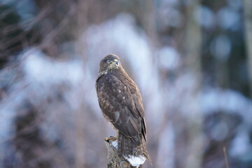 Winter scene with a common buzzard. Buteo buteo. Wildlife scene with raptor. Buzzard sitting on a tree stump.