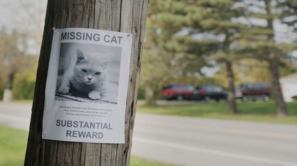 A leaflet with information about the missing cat hangs on a wooden pole near the road. In a typical U.S. suburb