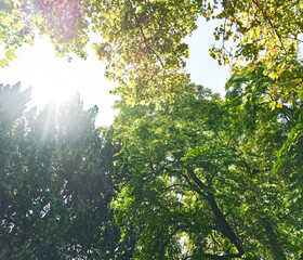 Beautiful tree outdoor image