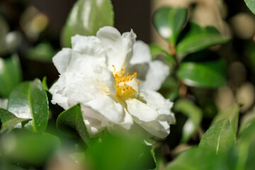 白い山茶花の花