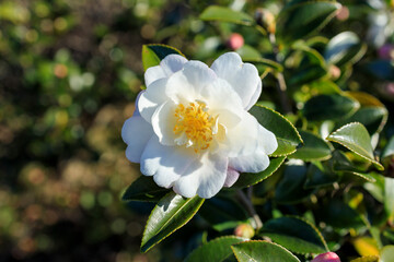 白い山茶花の花