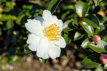 白い山茶花の花