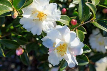 白い山茶花の花