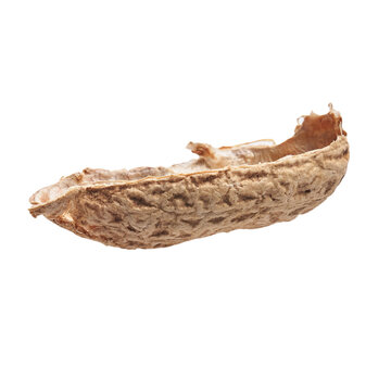  Middle peanut shell isolated on a white background