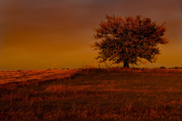 Autunno del gelso