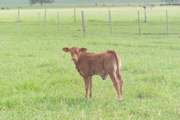 bezerro ra&ccedil;a red brangus - bezerro red brangus