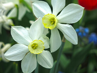 white narcissus with a yellow center blooms in the garden in spring