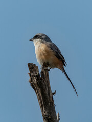 Long-tailed Shrike is perching on wooden branch.