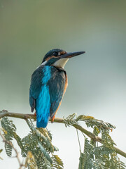 The common kingfisher (Alcedo atthis) also known as the Eurasian kingfisher in natural habitat.