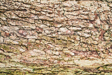 Beautiful tree bark texture image