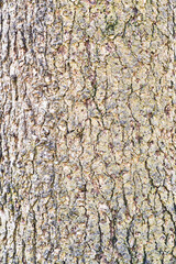 Beautiful tree bark texture image