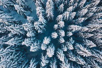 Aerial forest winter landscape