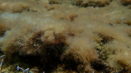 Marine algae Slender-beaded coral weed (Jania rubens) undersea, Aegean Sea, Greece, Halkidiki
