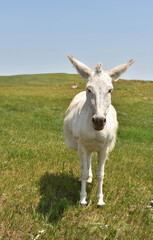 Fluffy White Burro Standing in a Grass Meadow