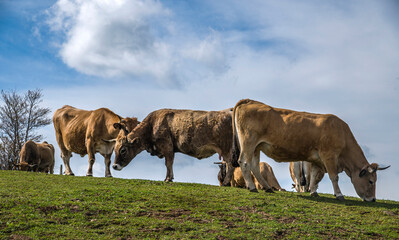 Troupeau de vaches Aubrac à Prades-d'Aubrac, Aveyron, France