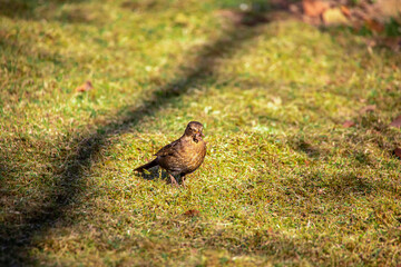 Amsel mit Wurm im Schnabel