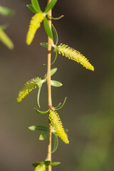 The almond willow (lat. Salix triandra), of the family Salicaceae. Central Russia.