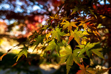 日本の晩秋。紅葉したカエデの葉。