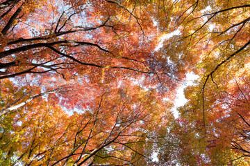 晩秋の森　美しく紅葉した木々