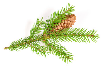 Spruce branch and cone. Fir Christmas Tree. Green pine, spruce branch with needles. Isolated on...