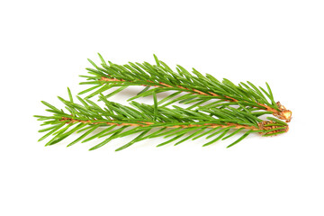 Naklejka na ściany i meble Two little branches of spruce. Fir Christmas tree. Real spruce sprigs with needles. Isolated on white background close-up.