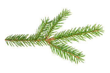 Little branch of Christmas spruce. Fir x-mas tree. Real spruce twig with needles. Isolated on white background close up.