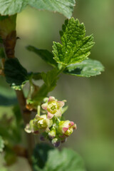 The rescurrant (lat. Ribes rubrum), of the family Grossulariaceae. Central Russia.