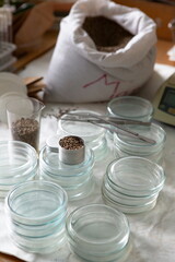 Scientist in the laboratory conducting experiments with hemp sativa
