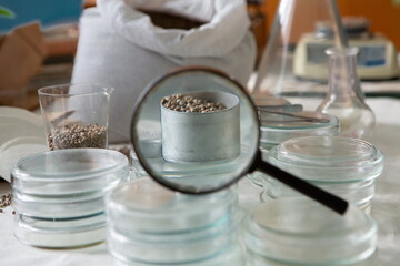 Scientist in the laboratory conducting experiments with hemp sativa
