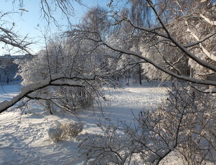 Winter landscape with snowy trees and sunlight