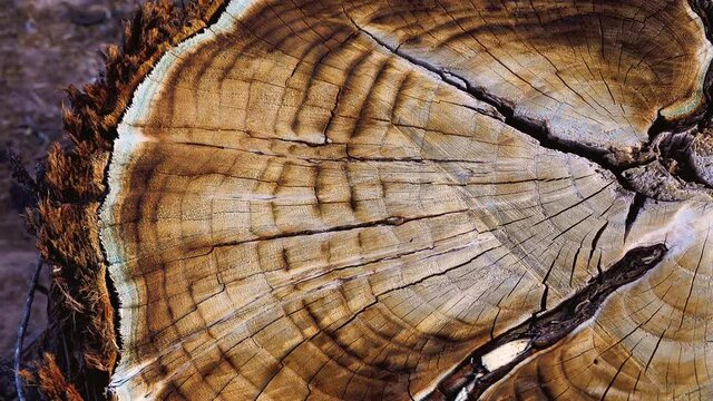 Tree stump, Brown Tree Trunk Slice