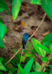 Nilgiri Blue bee eatre