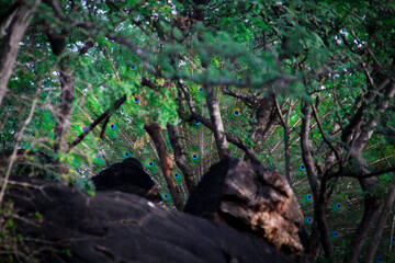 Cameflogue courtship of peacock