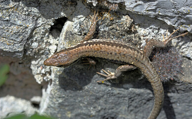 Common Wall Lizard - Podarcis muralis, Greece 