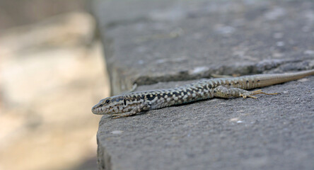 Erhard's Wall Lizard (Podarcis erhardii riveti) on the Grammos Mountain, northwestern Greece