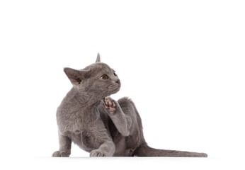 Cute little lilac Burmese cat kitten, sitting side ways scratching head with hind paw. Looking away from camera. isolated on a white background.